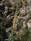 Digitalis ferruginea